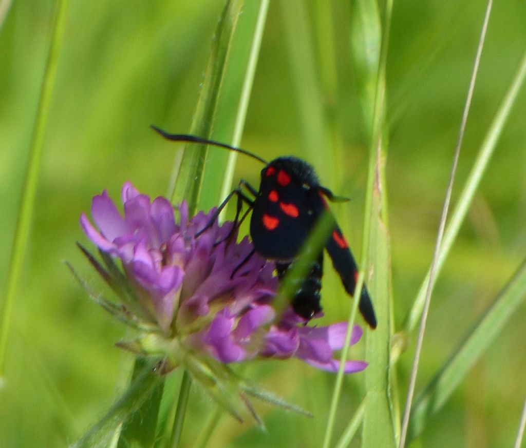 Zygaena da confermare